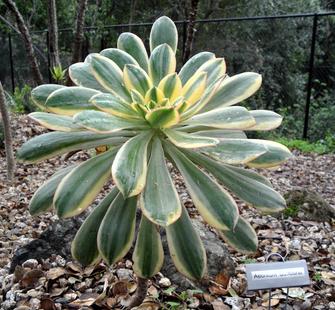 Aeonium Sunburst